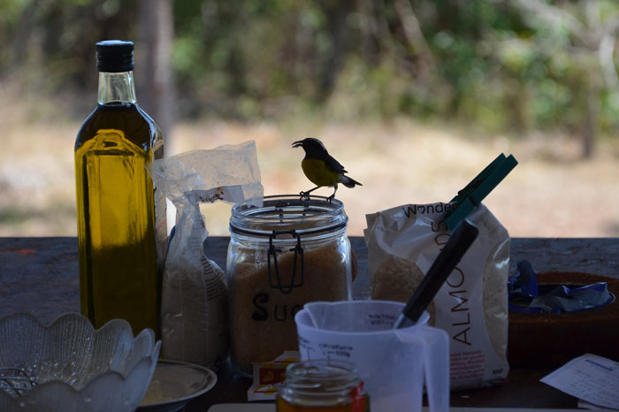 muffins-oiseau_0005